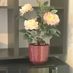 Mini Au Calme