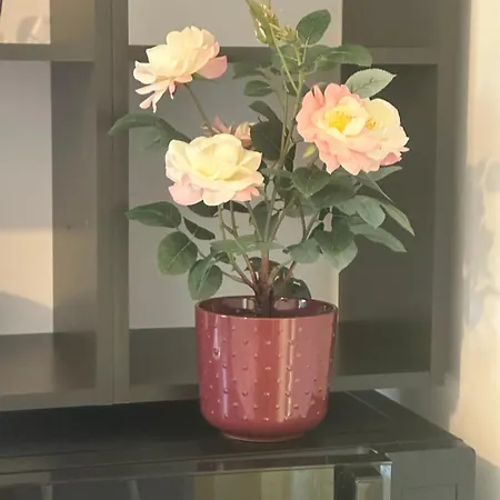 Mini Au Calme